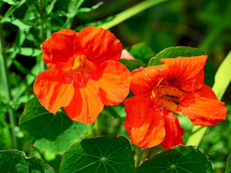 Nasturtium