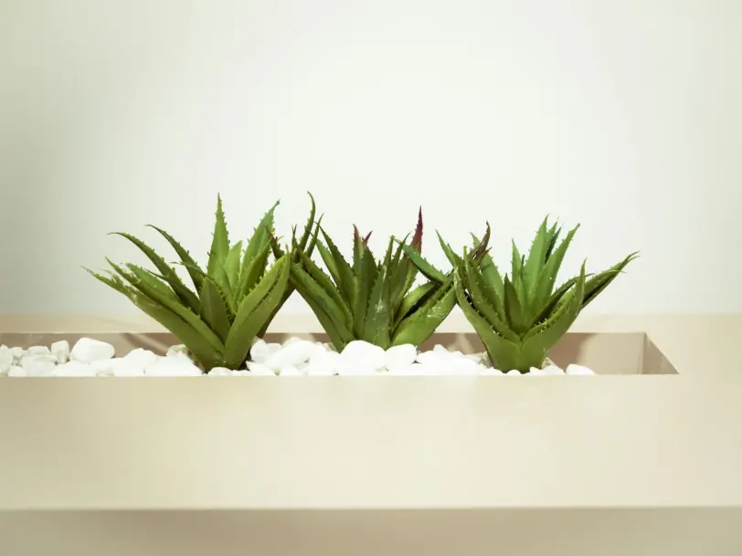 Aloe Vera bitkisi nasıl yetiştirilir