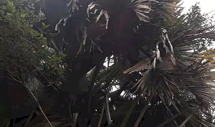 Palma talipot