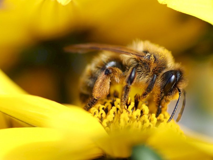 plantas-amigables-con-las-abejas