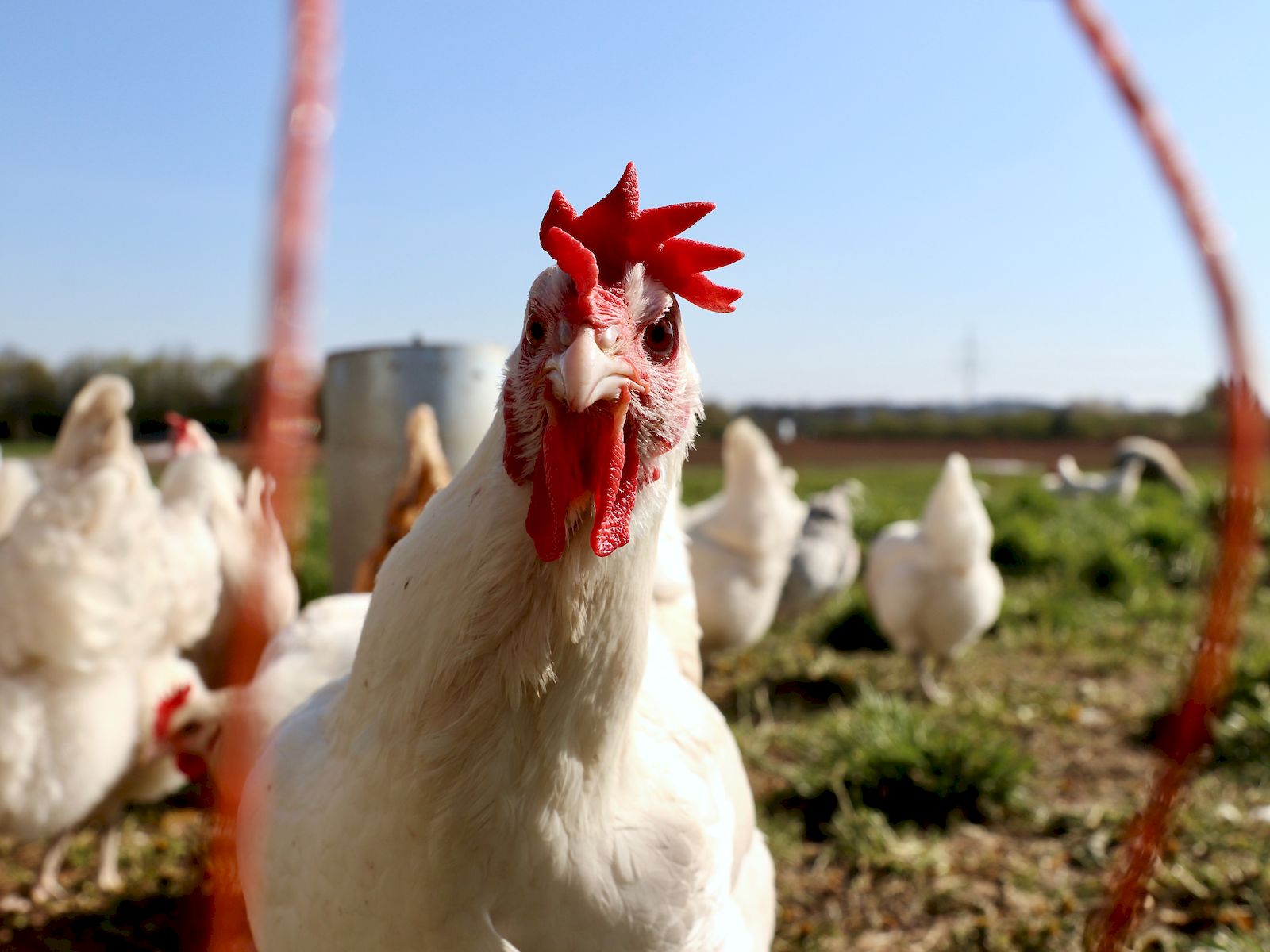 Cuánto tiempo viven los pollos? - Kartal 24