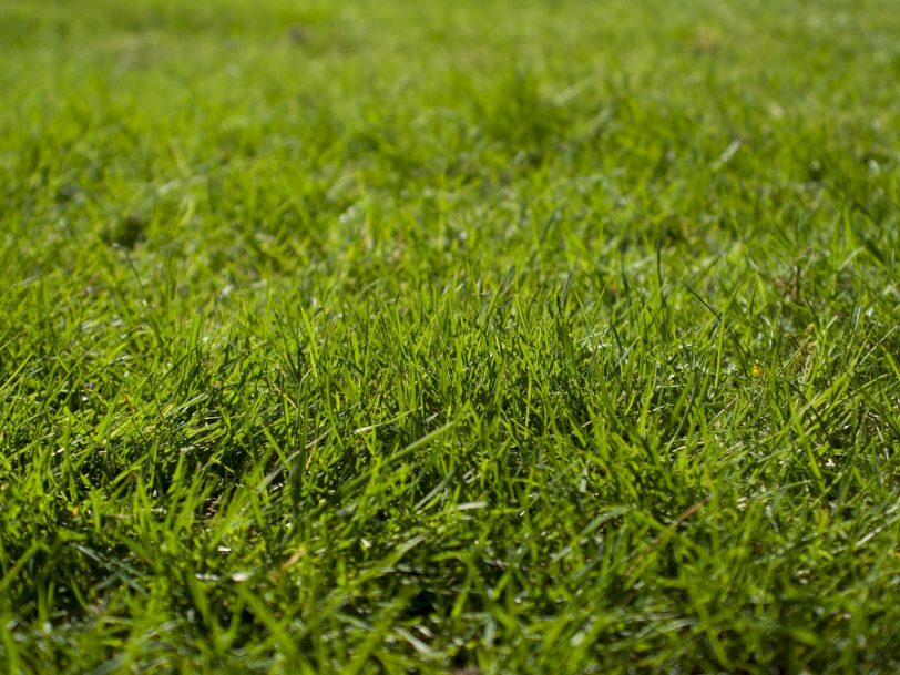 choose-grass for your yard